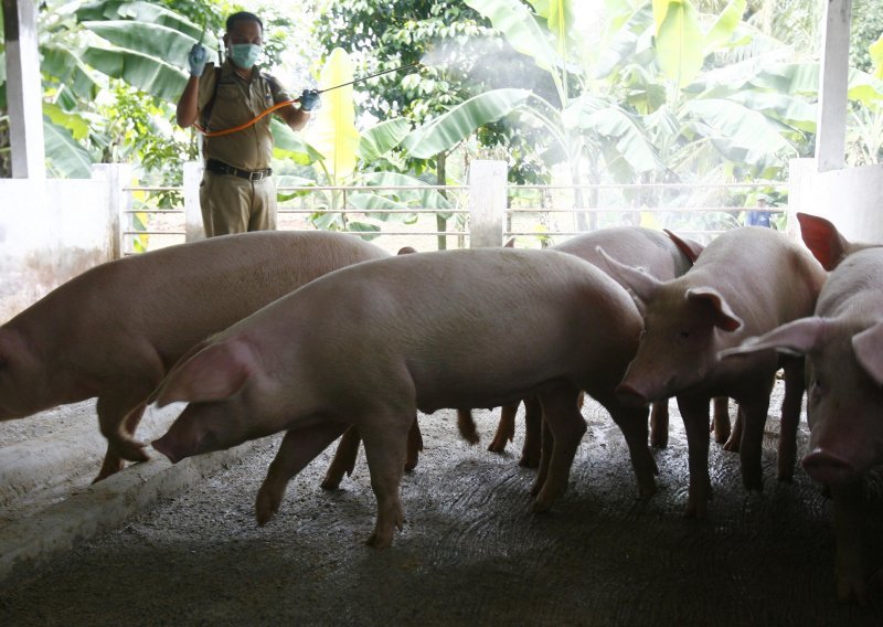 Novi skandal u Kini - lažno brašno iz svinjca