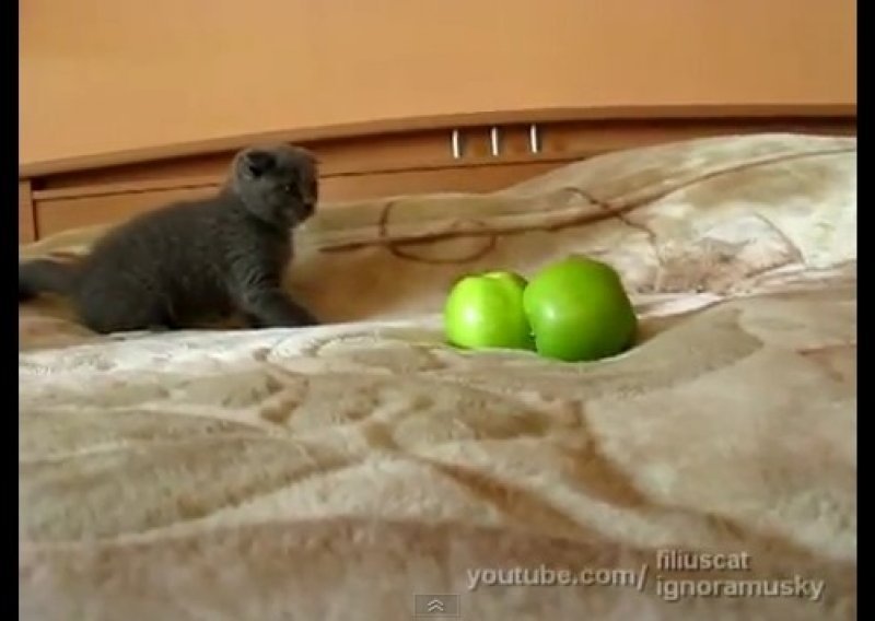 Mačić napao dvije jabuke
