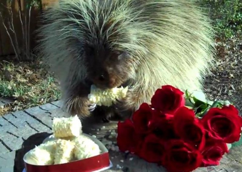 Dikobraz Teddy opet hropće uz svoju poslasticu