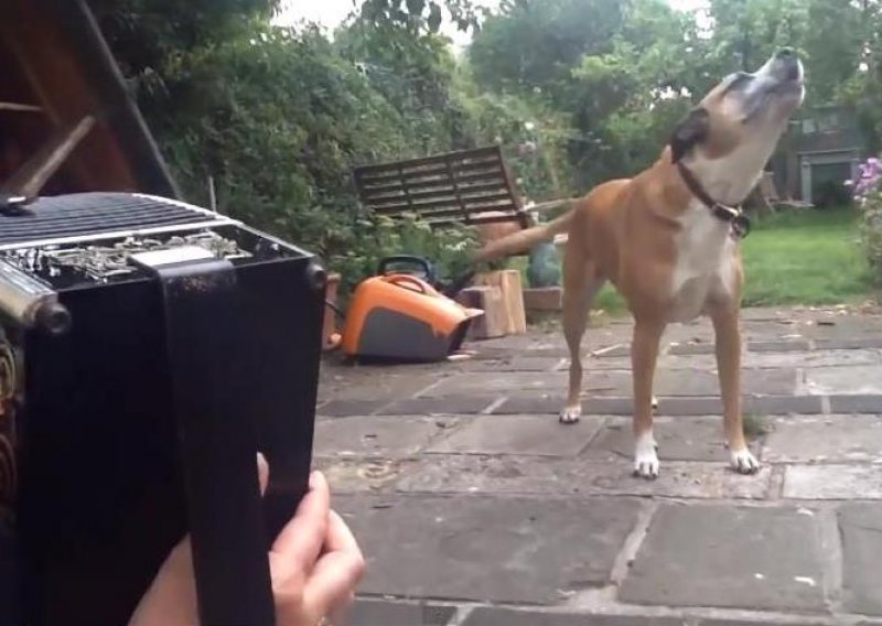 Ovaj pas obožava pjevati – uz harmoniku!