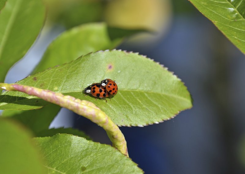 Zašto su neki insekti gay?