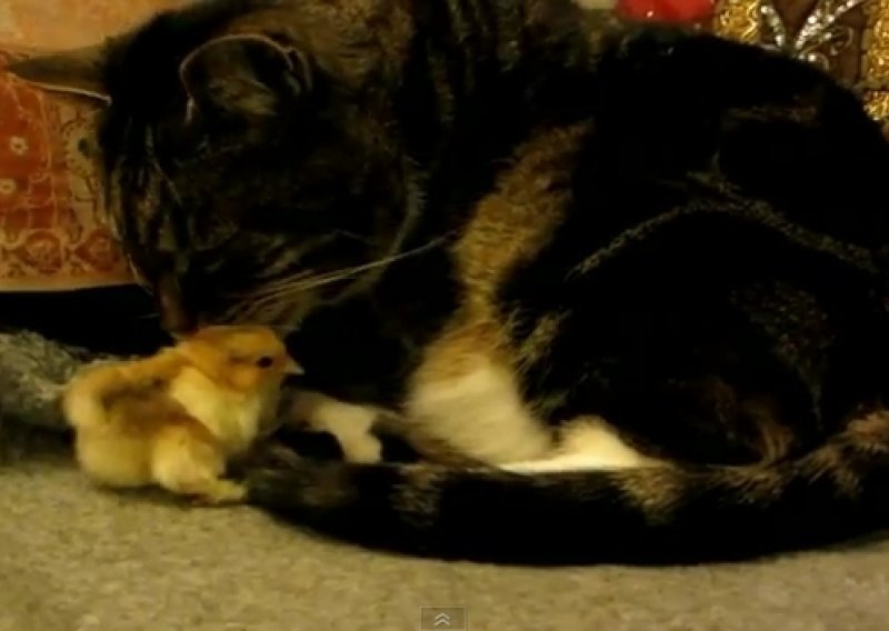 Pogledajte kako mačka i pile zajedno drijemaju