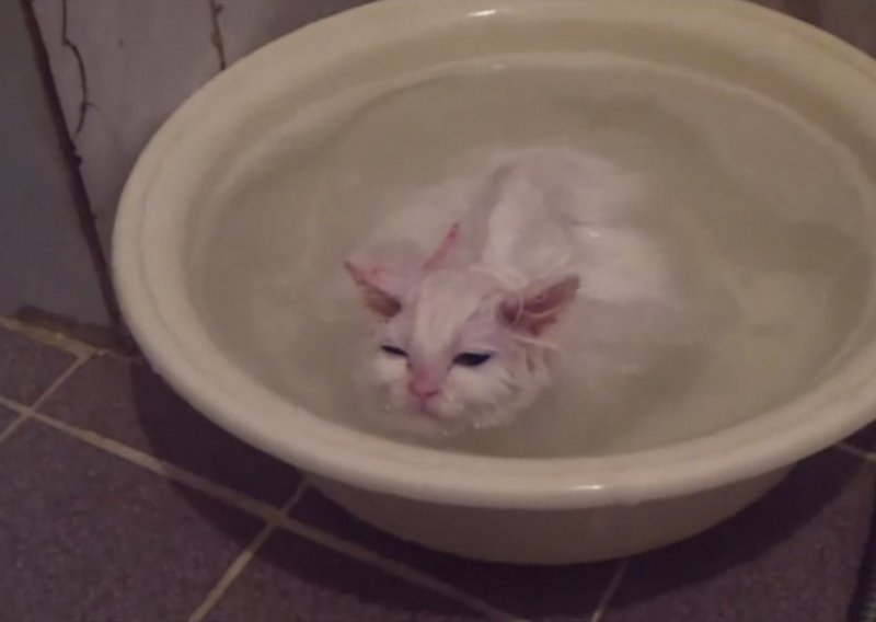 Ova čudna mačka ne želi izaći iz vode