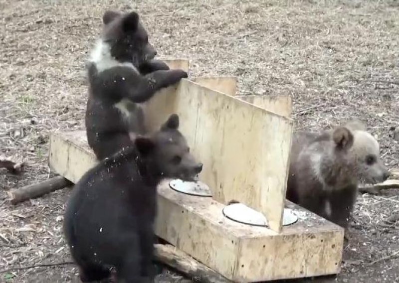 Pogledajte kako medvjedići počinju svoje jutro