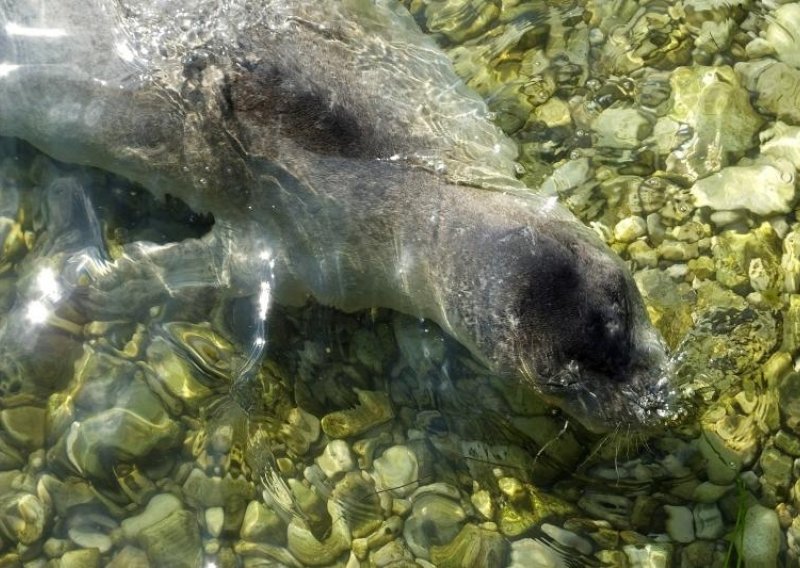 Sredozemna medvjedica na Valkanama se družila s kupačima