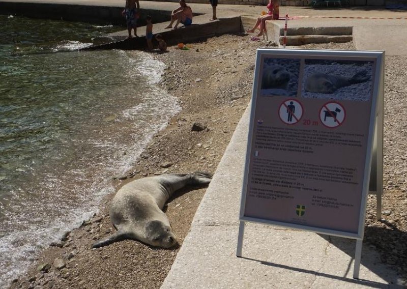 Na plaži u Puli udarao sredozemnu medvjedicu!