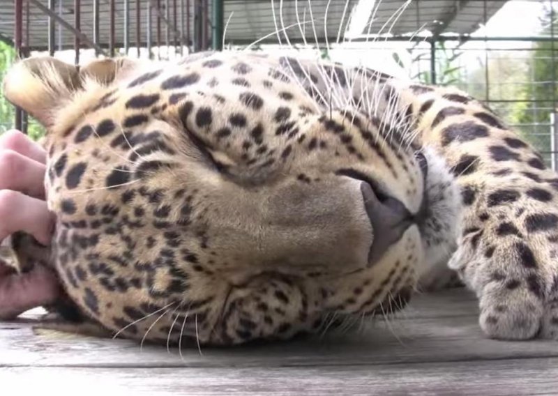 Pogledajte samo kako leopard uživa u češkanju