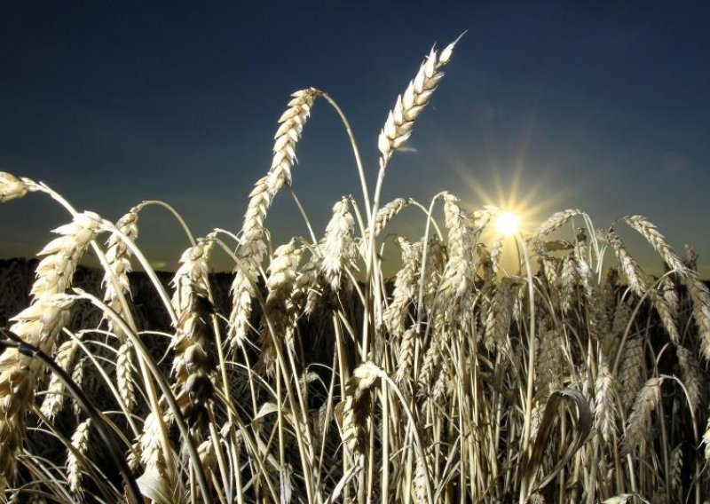Seljaci kukaju: Nikad gori urod pšenice, morat ćemo uvoziti
