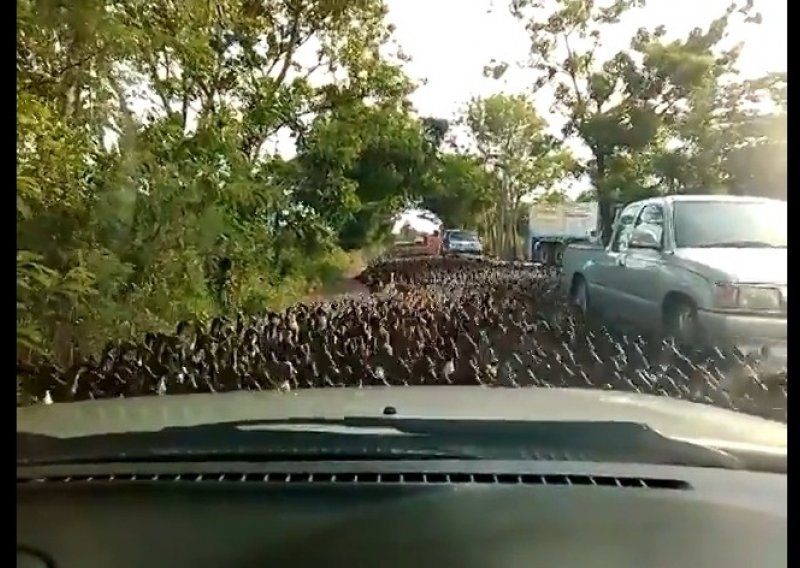Tisuće pataka stvorile zastoj na cesti
