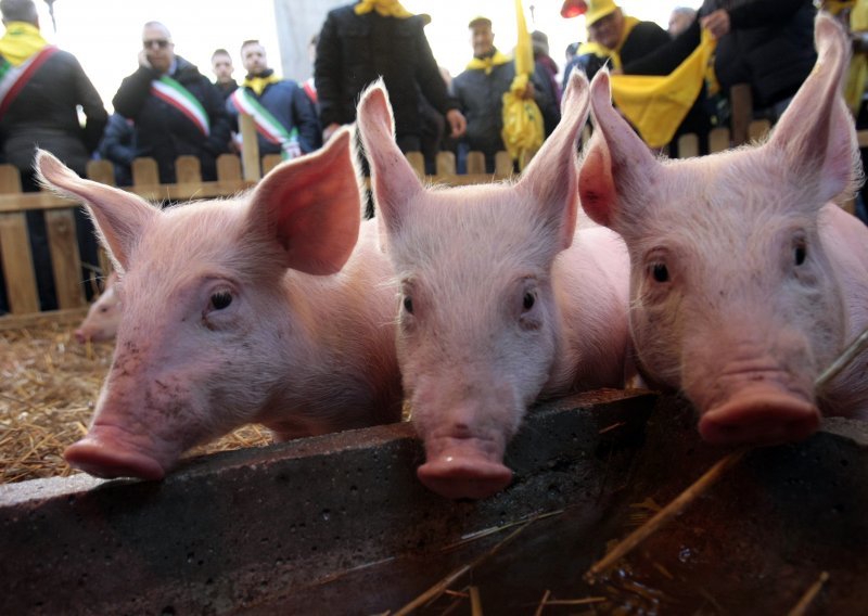 Očajni Talijani doveli svinje pred parlament