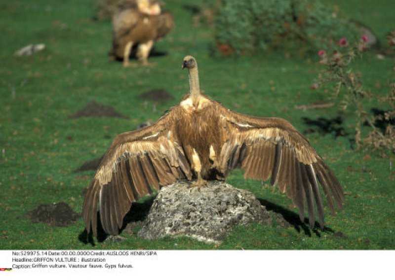 Saudijska Arabija 'uhitila' lešinara