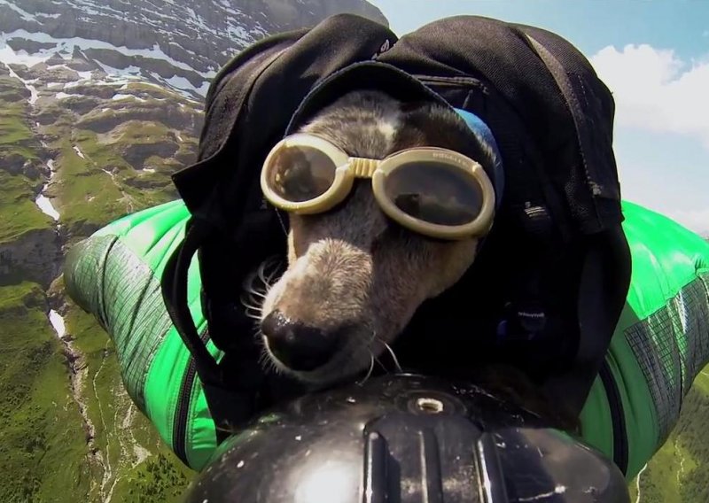 Ovo je prvi pas koji je letio u wingsuitu
