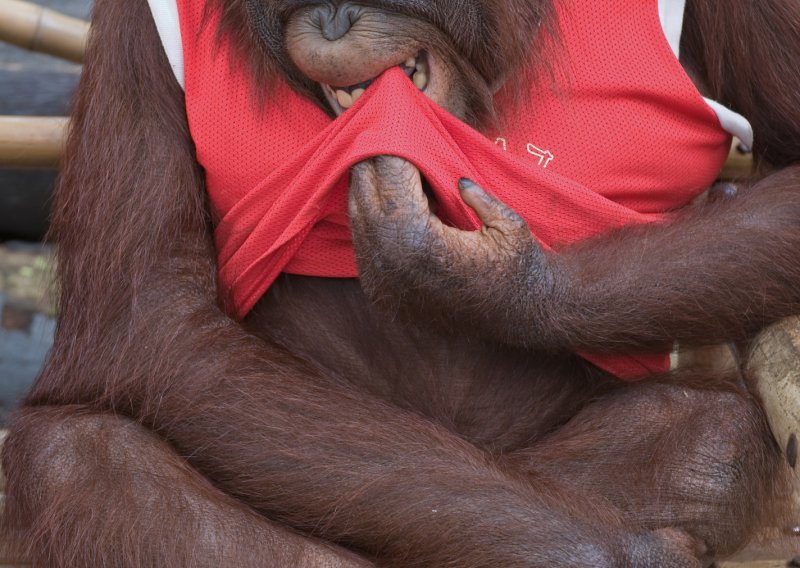Drska orangutanica ukrala i obukla majicu od čuvara