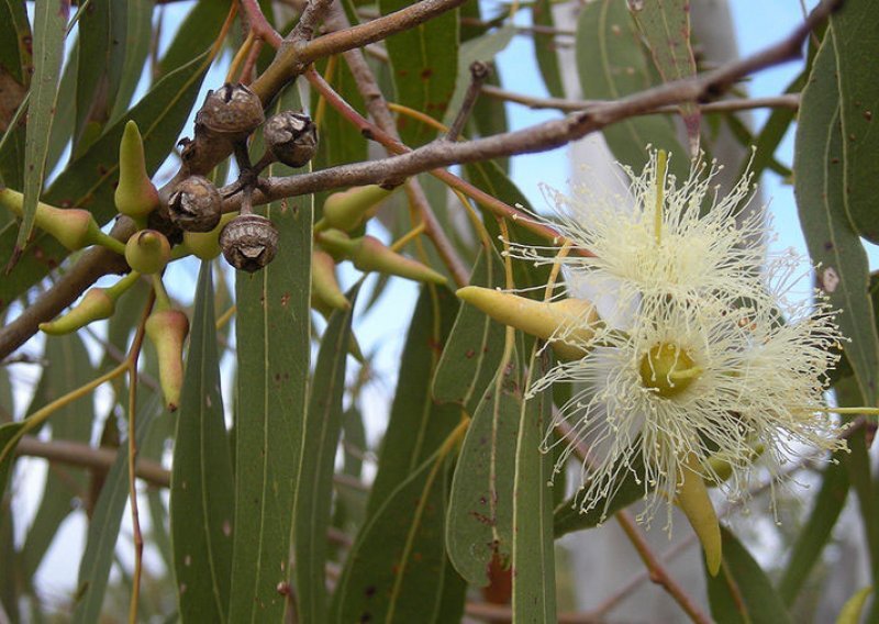 Evo zašto je dobro imati ulje eukaliptusa
