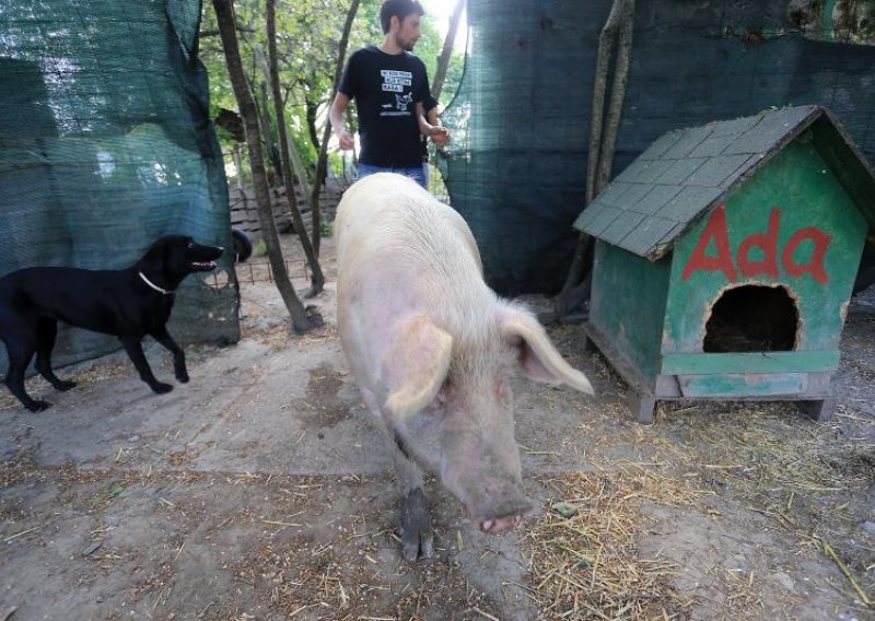 Prasac Arčibald umjesto na tanjuru završio u azilu za pse