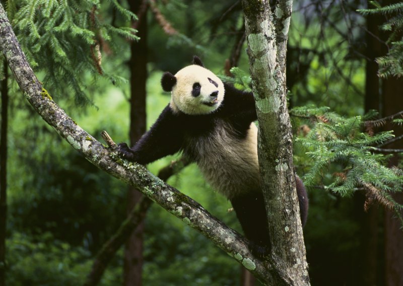 Tužna panda dobila svoj zabavni park