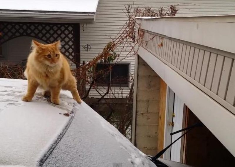 Mačke su nevjerojatno spretne, no ne i ova