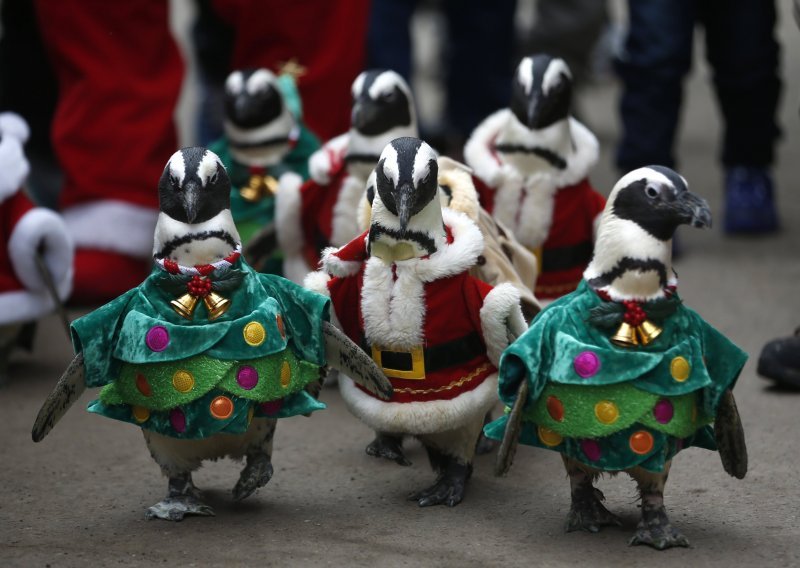 Preslatke pingvine obukli u vilenjake Djeda Mraza