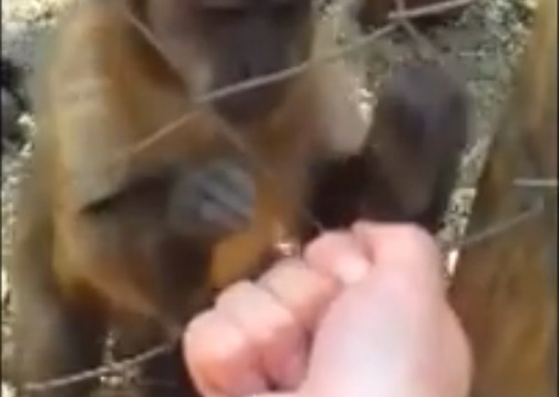 Preslatki majmun uči čovjeka mrviti suho lišće