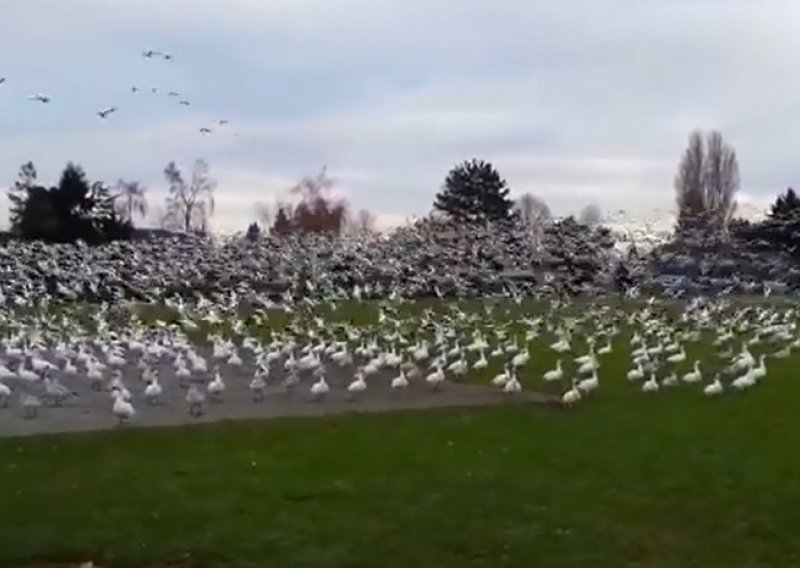 Jeste li ikad vidjeli tsunami gusaka?