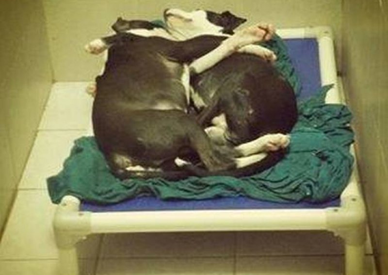 Jeste li ikad vidjeli ovakvu ljubav između pseće braće?