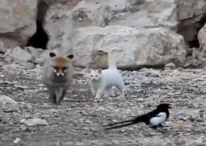 Pogledajte nevjerojatno prijateljstvo mačke i lisice