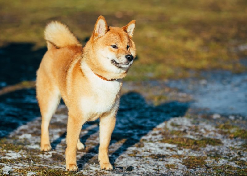 Je li akita inu pravi pas za vas