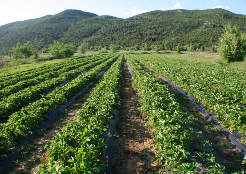 Kad dođu 'vlasnici' iz Srbije i Kanade, počupat ćemo jagode