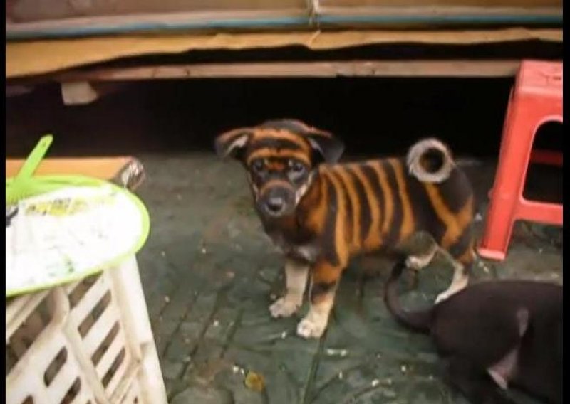 Kinezi prodaju pse obojene otrovnim lakom