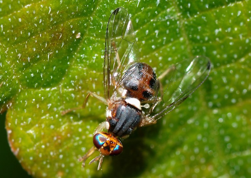 GMO mušice uništit će vlastitu vrstu