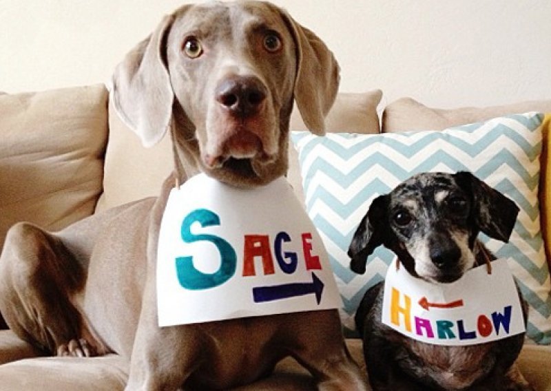 Ovi psi na Instagramu imaju više fanova od vas