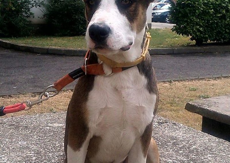 Pronađen pas u zagrebačkoj Dubravi