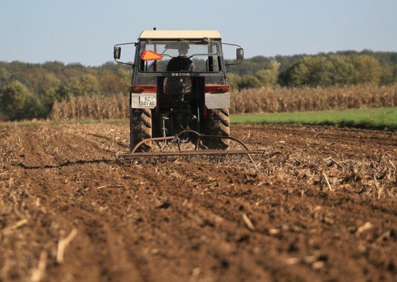 Hrvatski farmeri odustali od pšenice, siju profitabilniju uljanu repicu