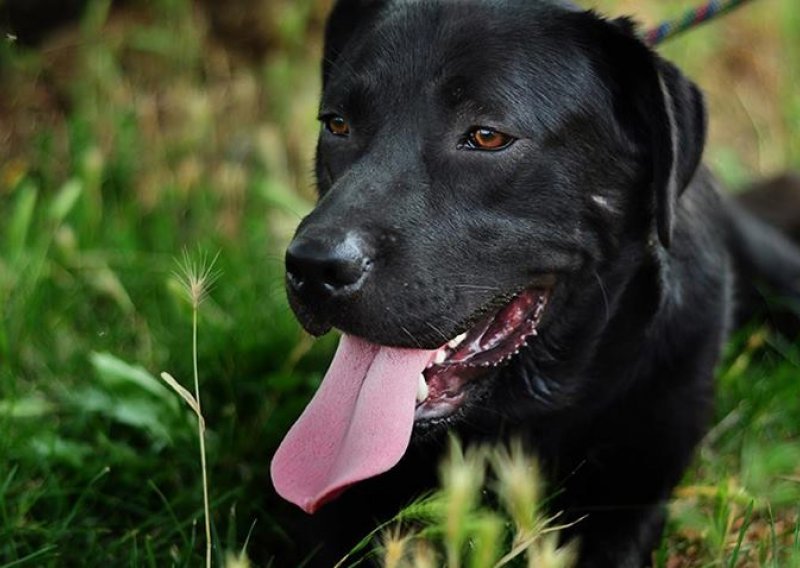 Stone - križanac labradora