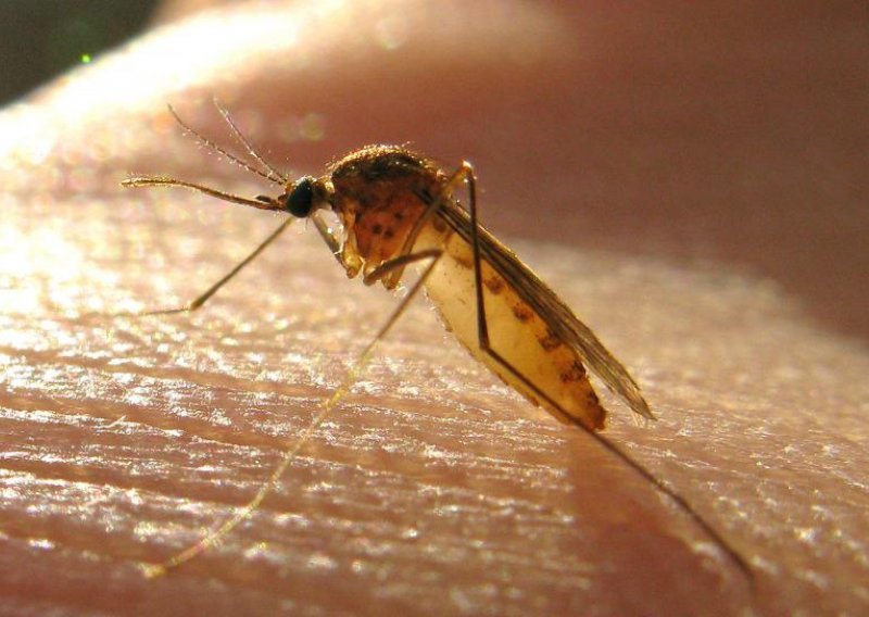 11 in Croatia infected with West Nile Virus