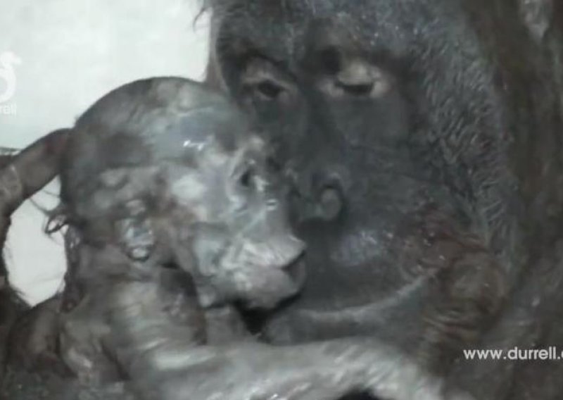 Pogledajte prvu snimku rođenja orangutana