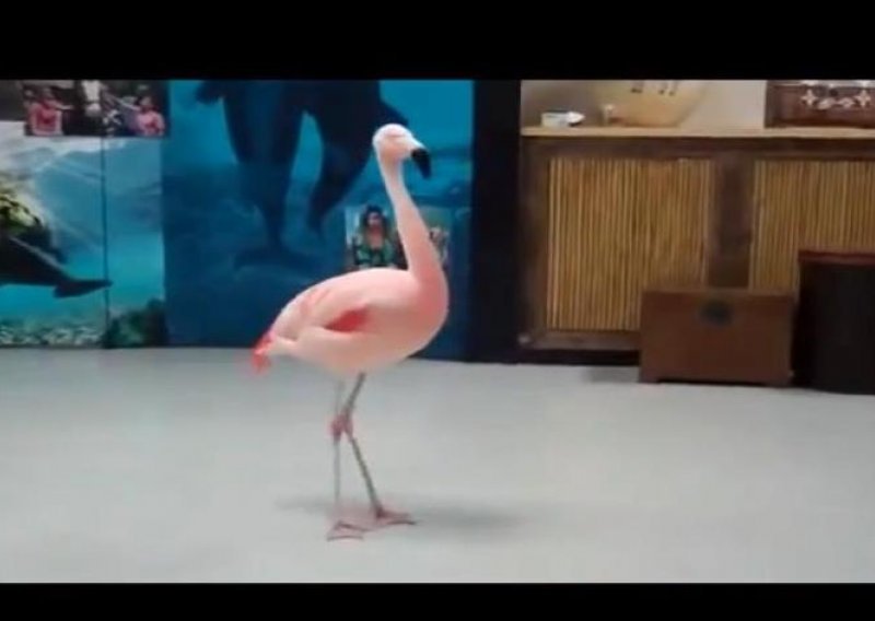 Niste željeli flaminga – dosad!