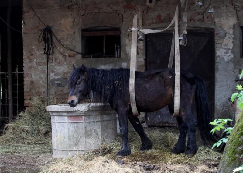 Podignuta optužnica protiv Mladog Jastreba