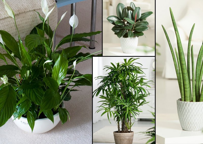 Pet biljaka koje svaki dom čine zdravijim i ljepšim