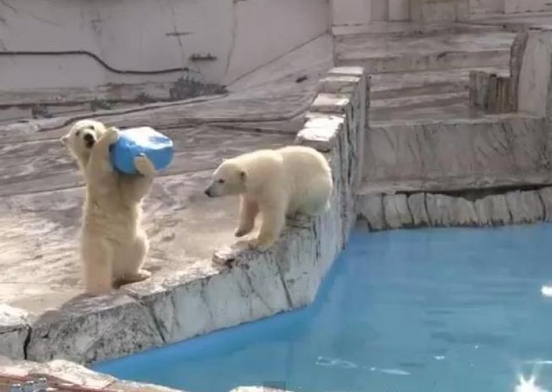 Pogledajte slatke zaigrane polarne medvjedice