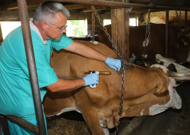 Stočari traže naknadu štete zbog goveđe bolesti kvrgave kože