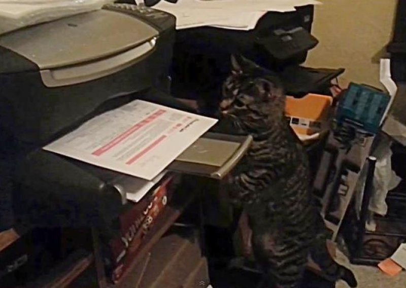 Mačak protiv svog smrtnog neprijatelja – pisača!