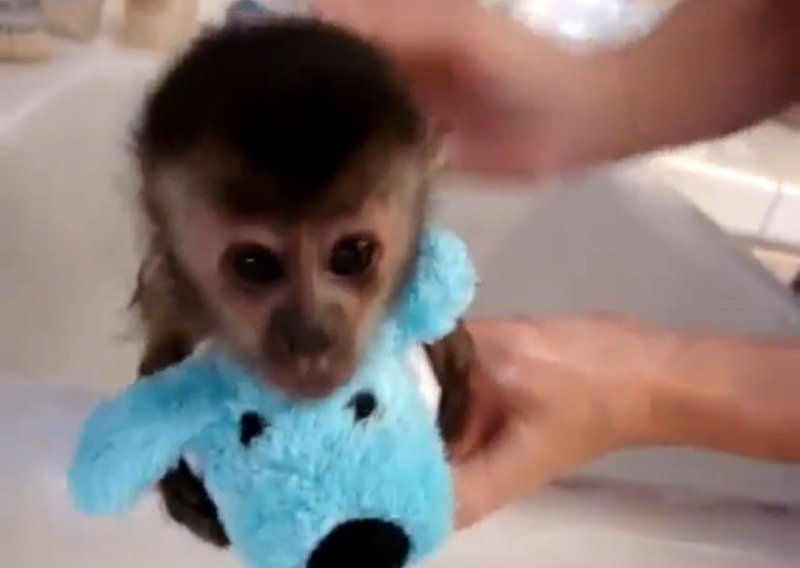 Pogledajte kako majmunčić uživa u kupanju