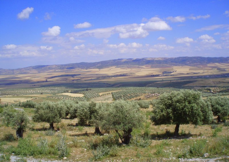 Hrvatica bila ljudski štit u branju maslina u Palestini