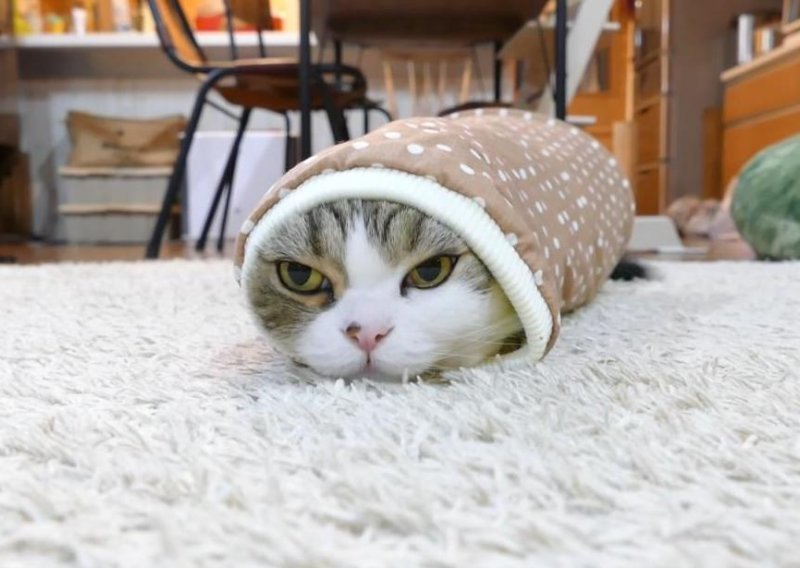 Maru se pretvorio u malu palačinku