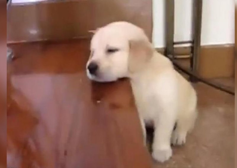 Kako je samo štencima teško svladati stepenice