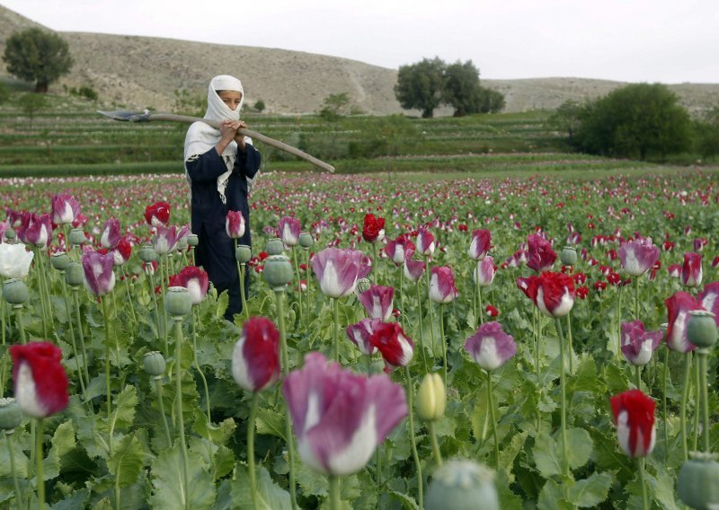 Ove godine povećana proizvodnja opijuma u Afganistanu