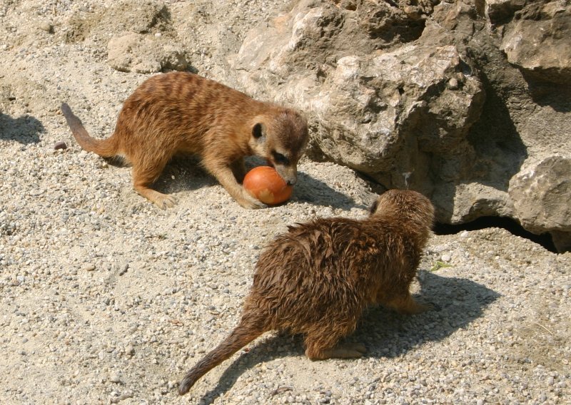 Kakvo iznenađenje očekuje stanovnike ZOO Zagreb?