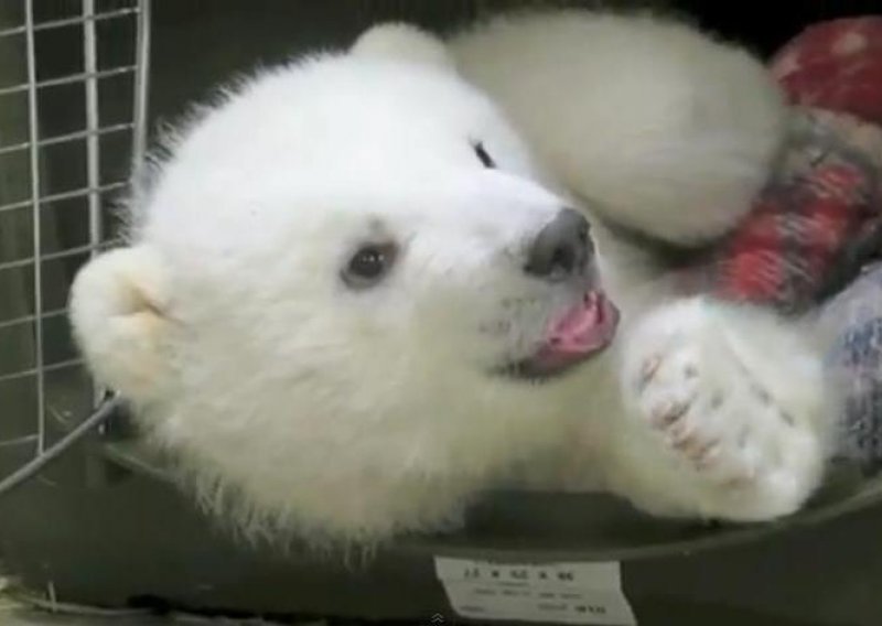 Upoznajte slatkog polarnog medvjedića Kalija