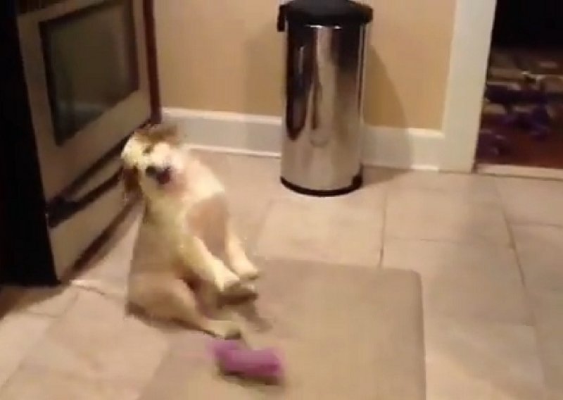 Traljavi pas ne zna uhvatiti igračku